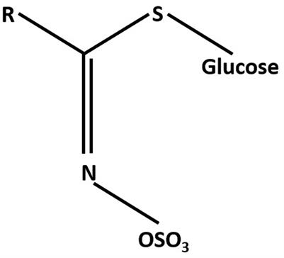 Possible Interactions between the Biosynthetic Pathways of Indole Glucosinolate and Auxin